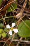 White screwstem